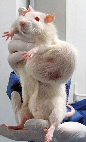 Longest-Running GMO Safety Study Finds Tumors in Rats